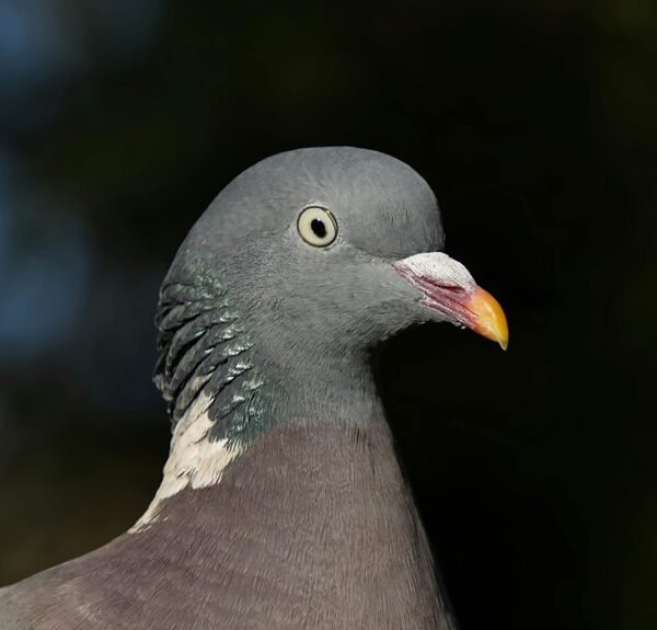 contact information overview guide