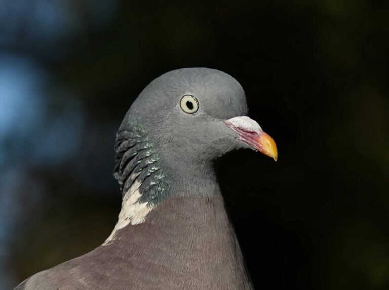 contact information overview guide