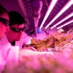 innovative growth strategy unleashed