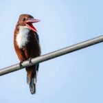 public complaint about calls