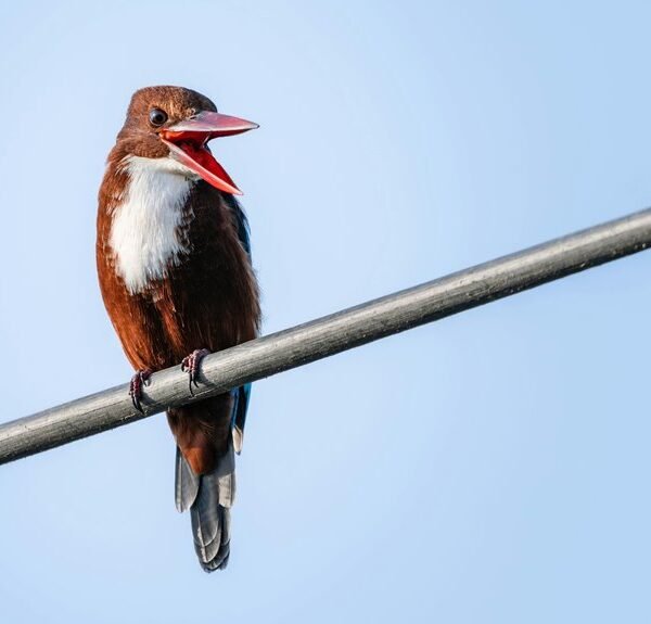 public complaint about calls