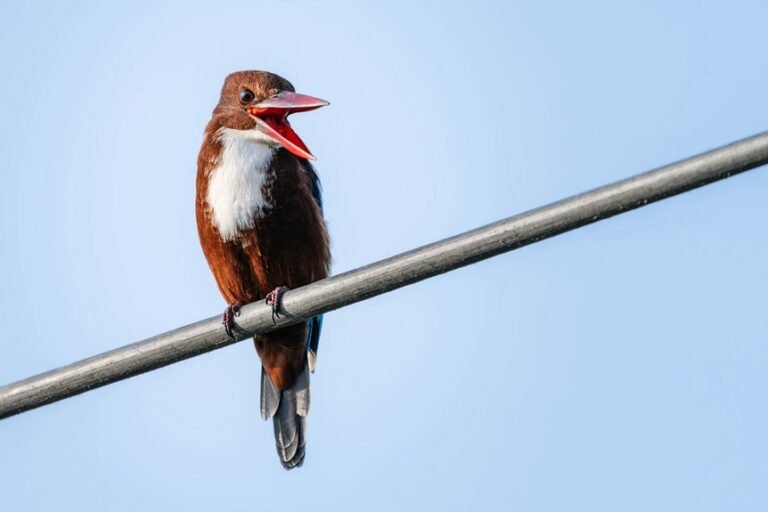 public complaint about calls